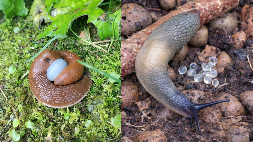 Kopuleeruvad hispaania teeteod (vasakul) ja mustpeanälkjas koos munadega (paremal)