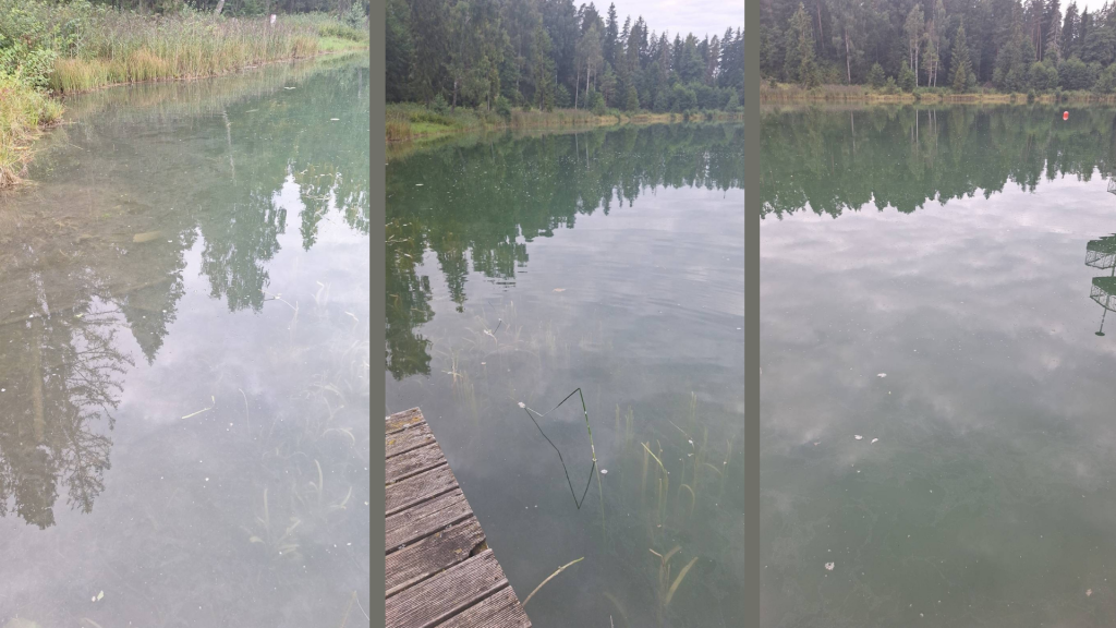 Vanamõisa järve veeõitseng
